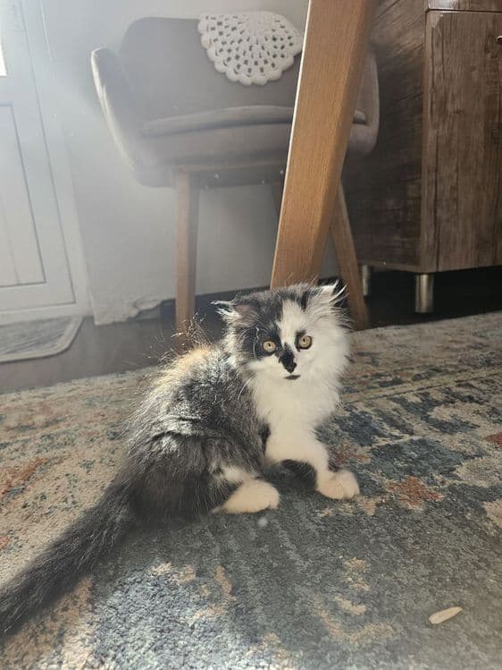 Продаётся котёнок — 1