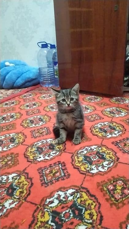 Прадаёться котята Мраморний табби — 1