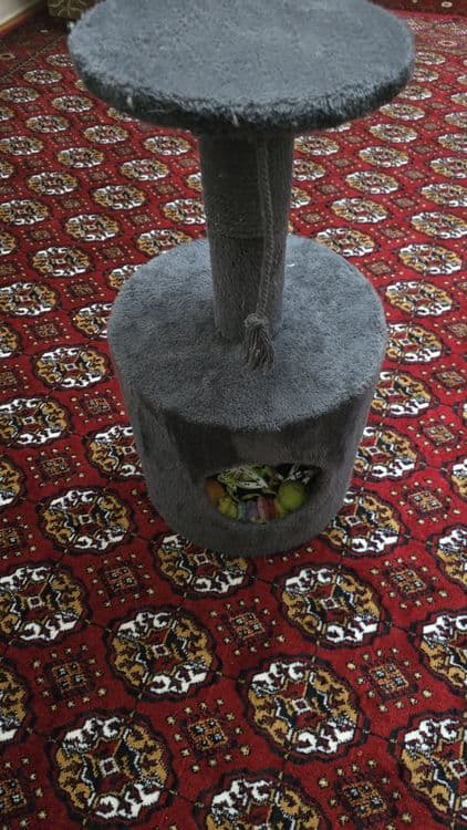 Кошке 5 месяцов ,день рождение 4 апреля — 1