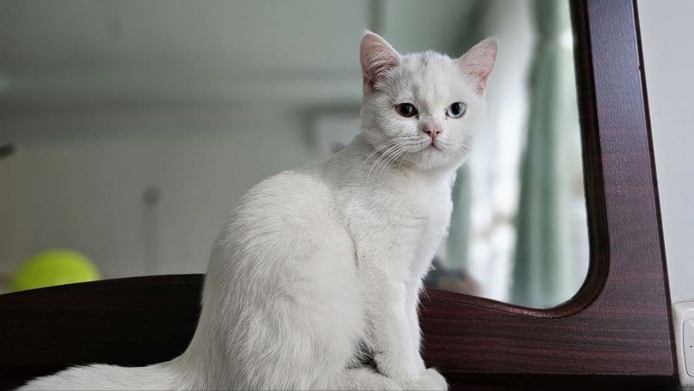 Скоттиш Страйт тоза кон — 1