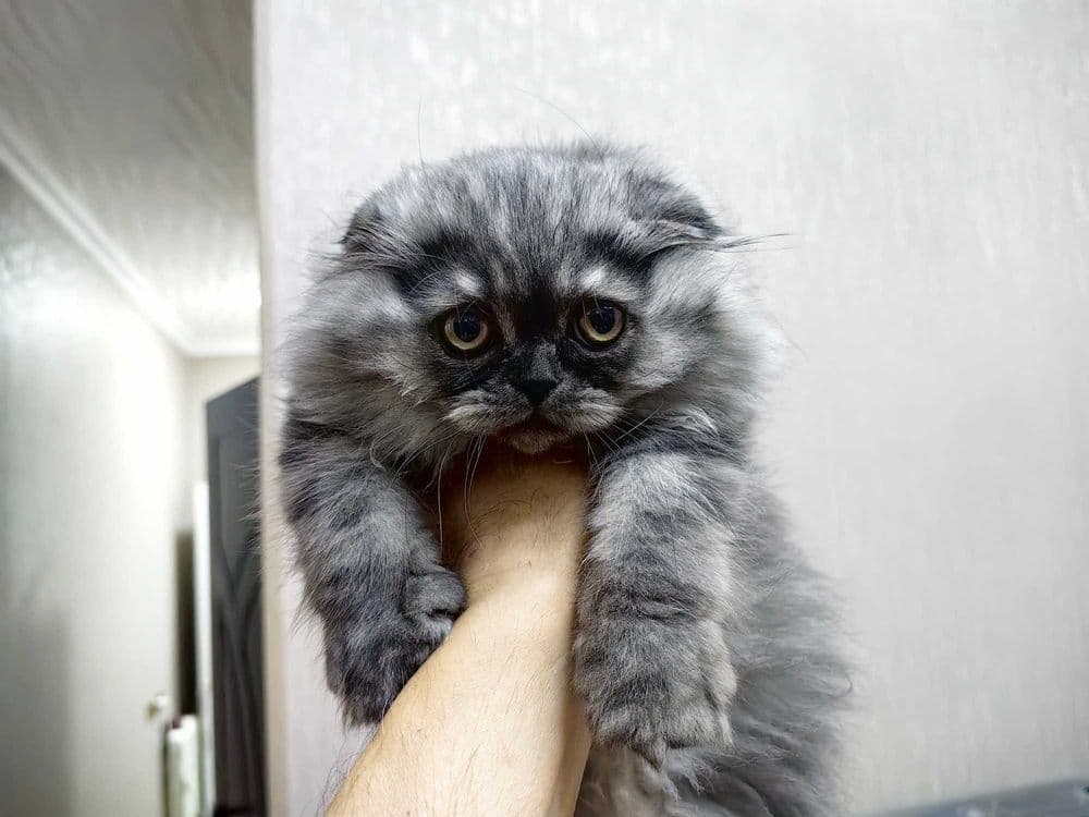 Скотиш Фолд котята mushuqcha - подарок детям Bolalarga eng zo'r sovg'a — 1
