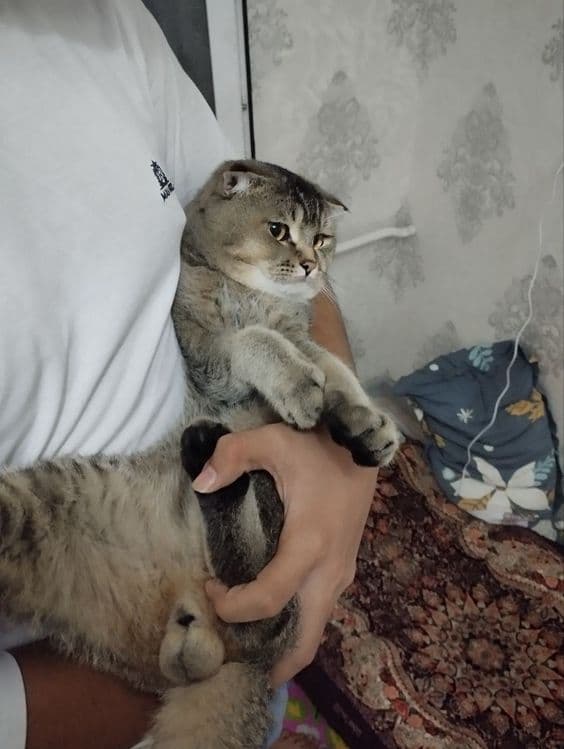 Shotlanskiy shinshila sotiladi — 1
