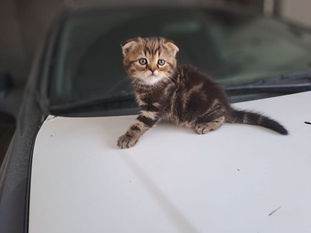 Шотландский чистакровные котята продаётся — 1
