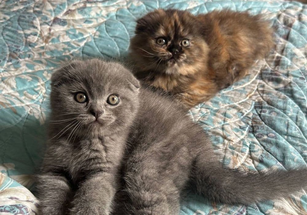 Продаётся вислоухая котята — 1