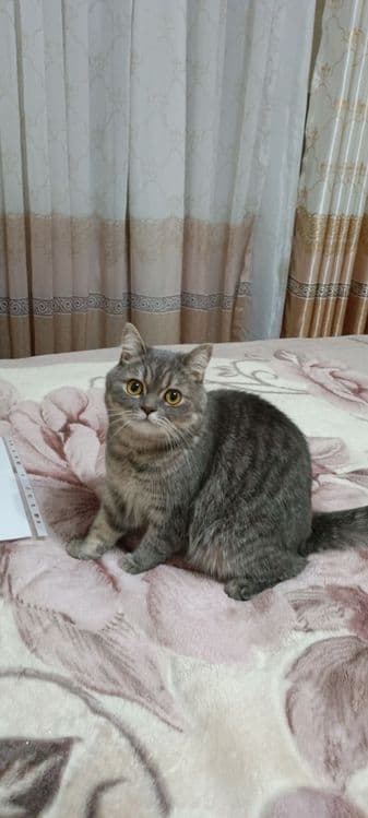Кот скоттиш страйт — 1
