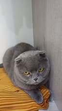 Продаётся кот пародистий