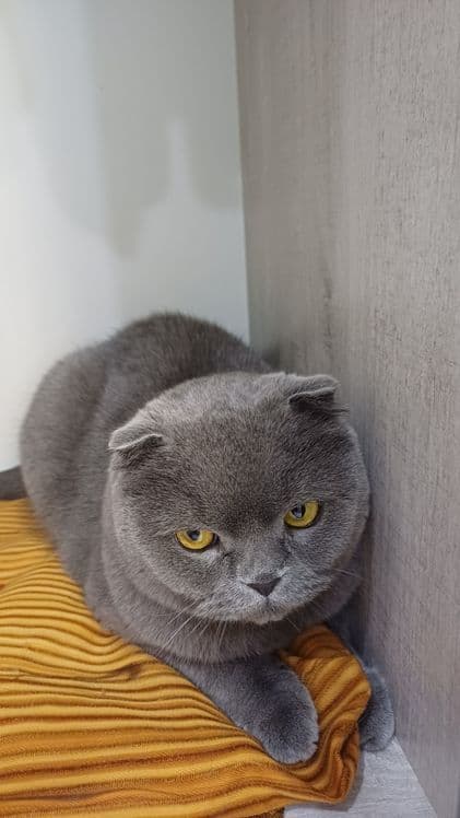 Продаётся кот пародистий — 1