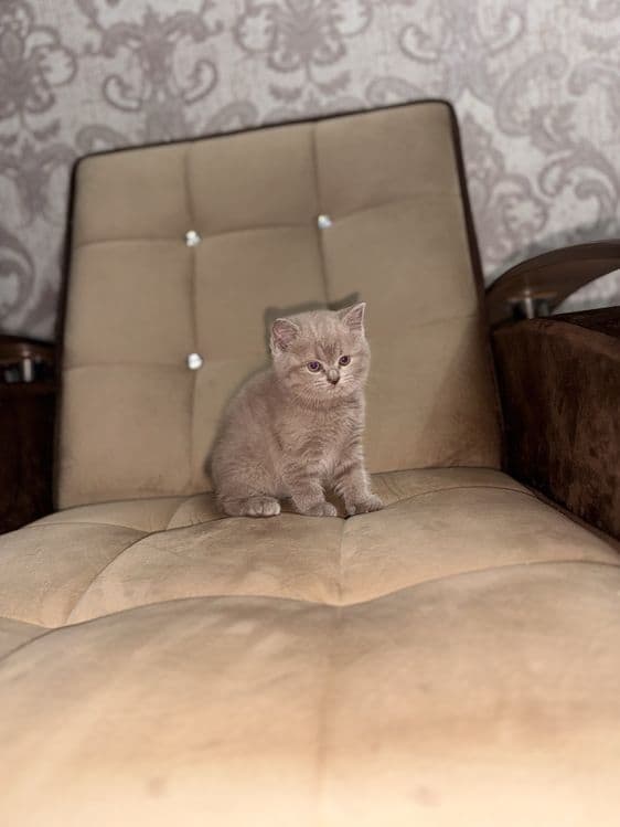 Девочка скоттиш-страйт, правильная вязка, голубой цвет — 1