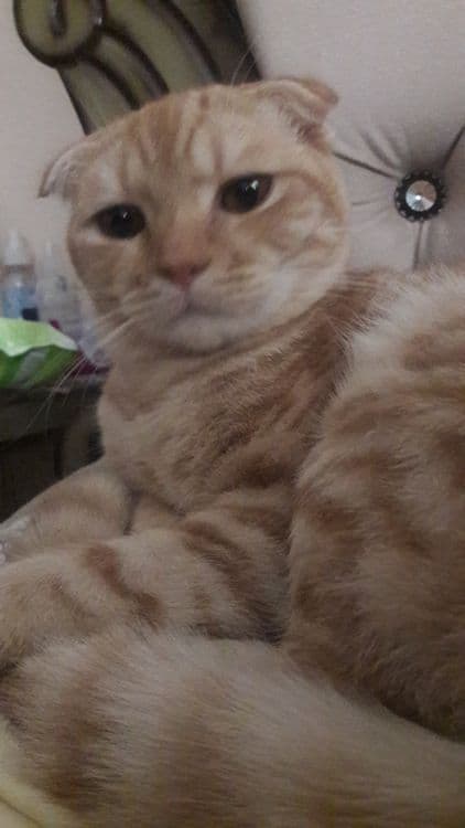 Продается домашний кот — 1