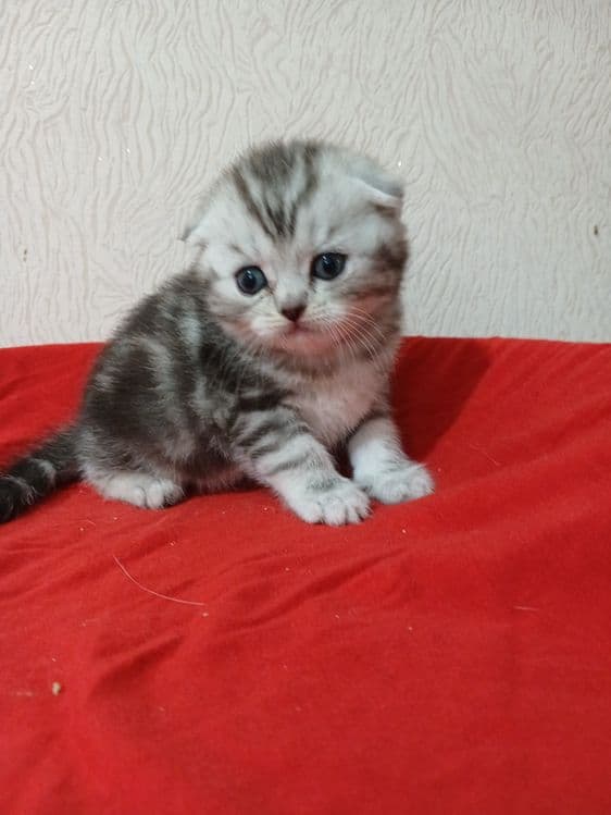 Продам котят от правильной вязки — 1