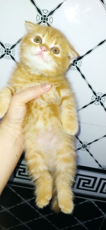 Scottish fold & scottish strayt — 1