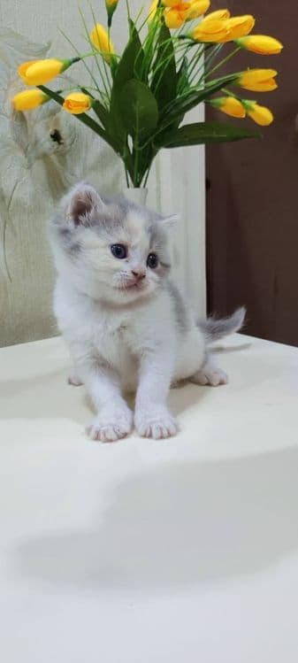 Мушукчалар сотилади. — 1