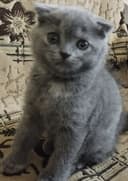 Скотиш фолд мальчик