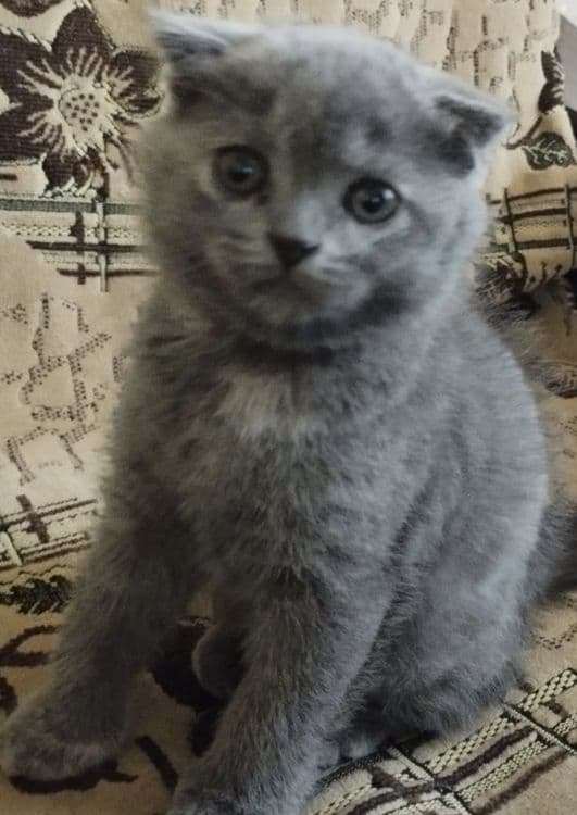 Скотиш фолд мальчик — 1