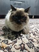 Балинезийской кошка