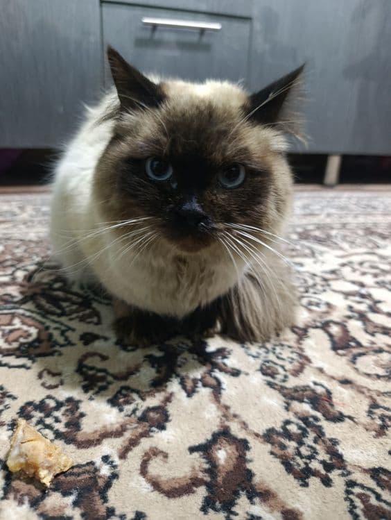 Балинезийской кошка — 1