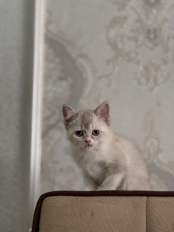 Срочно продактся порозистая кошка шиншила — 1