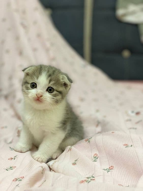 Скотиш Страйт зотдор мушукчалари сотилади — 1