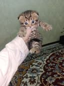 Zotor muwuk onasi Shatlanskiy visla uxla adasi bengal