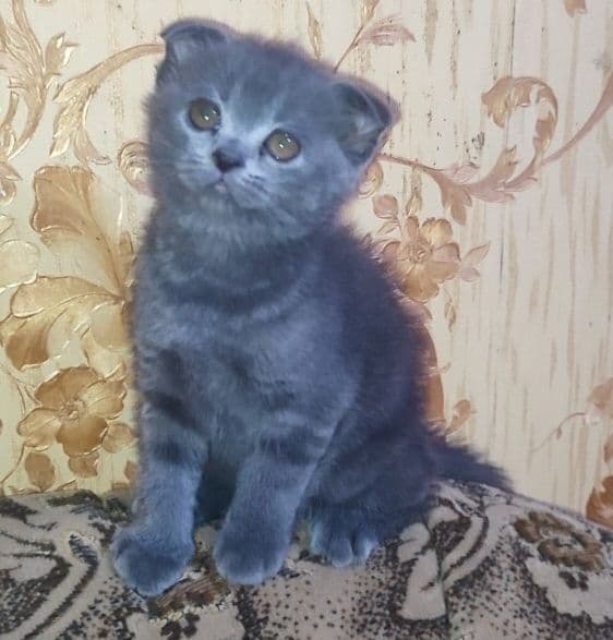 Продаются котята скотиш фолд и скотиш страйк — 1