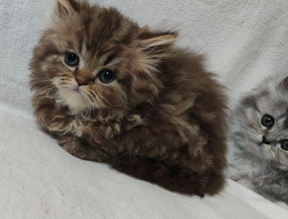 Британский котята (22.03.26yil) — 1