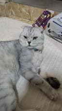 Mushuk Shinshilla