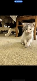 Умная кошка