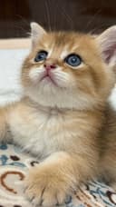 Продаю шотландских котят