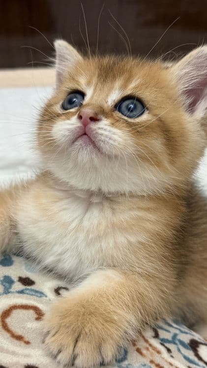 Продаю шотландских котят — 1