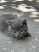 Британская короткошёрстная