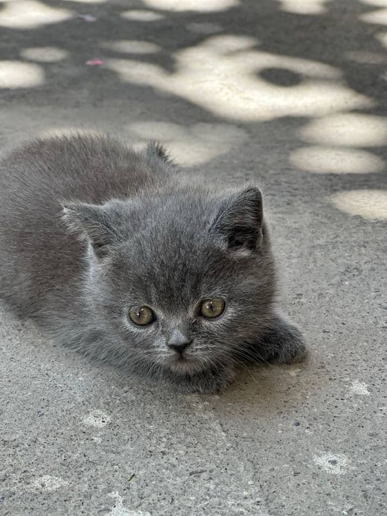 Британская короткошёрстная — 1