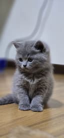 Скоттиш страйт Scottish straight