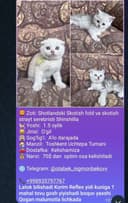 Кошка продаётся.