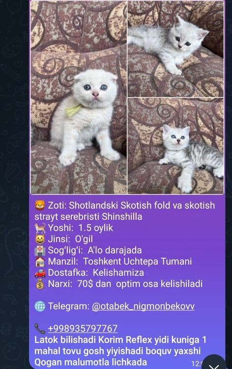 Кошка продаётся. — 1