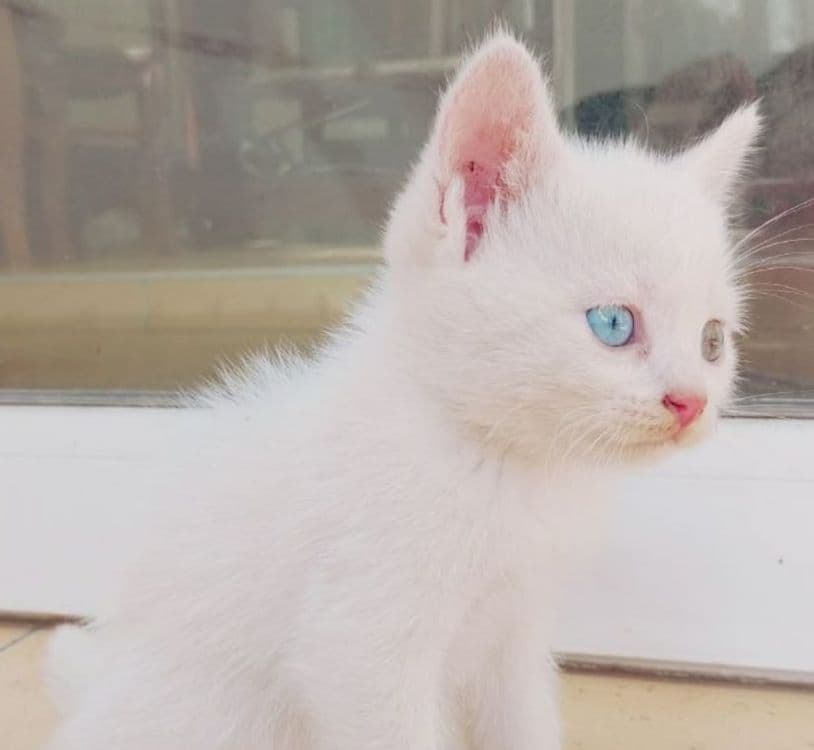 Продаются пародистые котята — 1