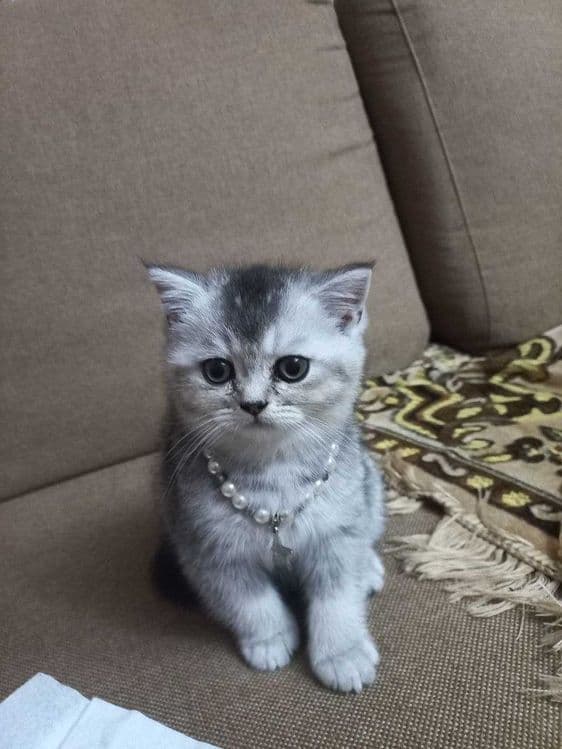 Продаётся котята!!Shinshilla mushuklar sotiladi!!! — 1