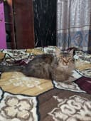 Hayland zodli mushuk