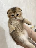 продаются котята шиншилы