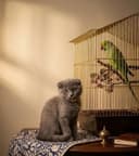 Ўғил 3 ойли скоттиш фолд