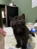 Продаётся котёнок британец девочка