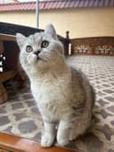 Кошка Серебристая Шиншилла