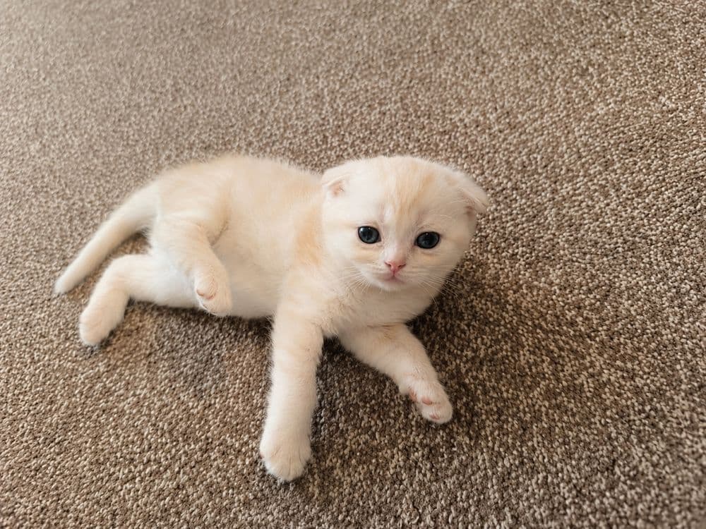 Котята скоттиш фолд — 1