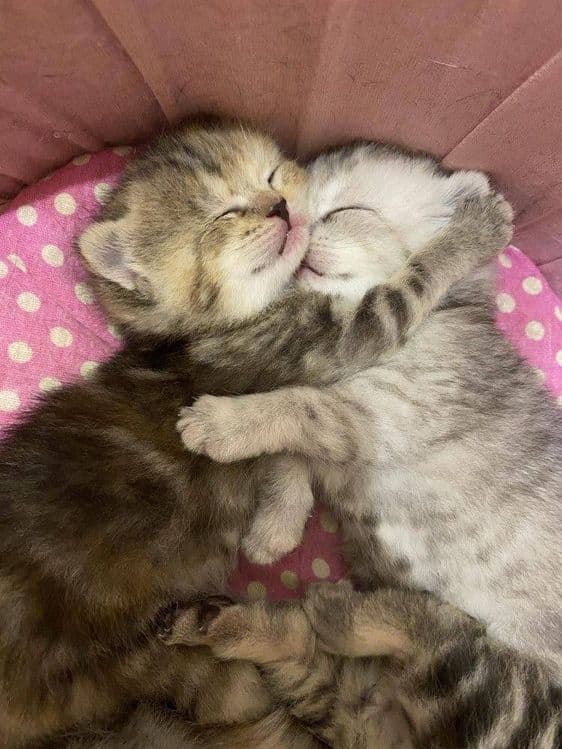 Scottish fold shinshilla — 1