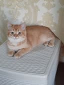 Продаётся шотландский скотиш страйт