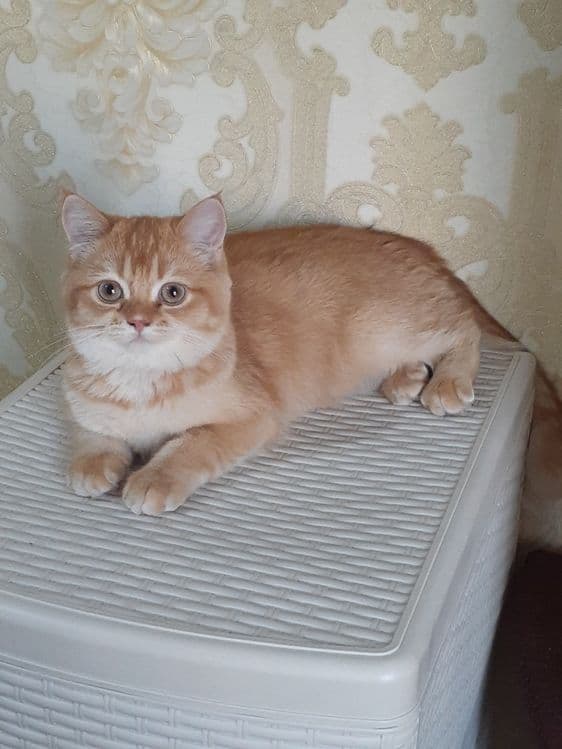Продаётся шотландский скотиш страйт — 1