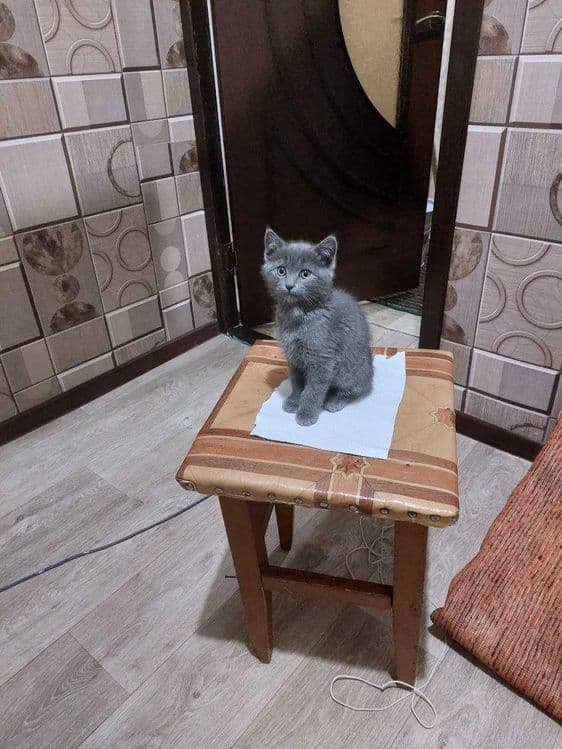 Скоттиш страйт Skottish strayt — 1
