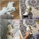 Продаются котята от правильной вязки