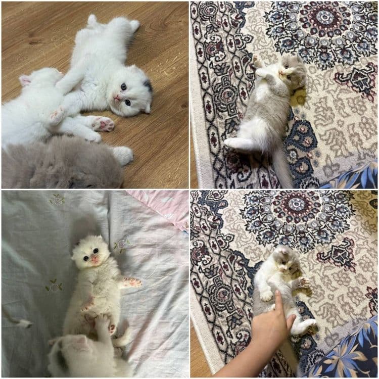 Продаются котята от правильной вязки — 1