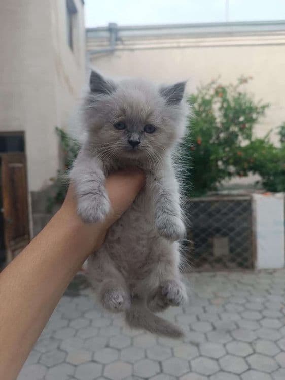 Mushuuk scotish strayttt 2 oylik soglom uynoqi — 1