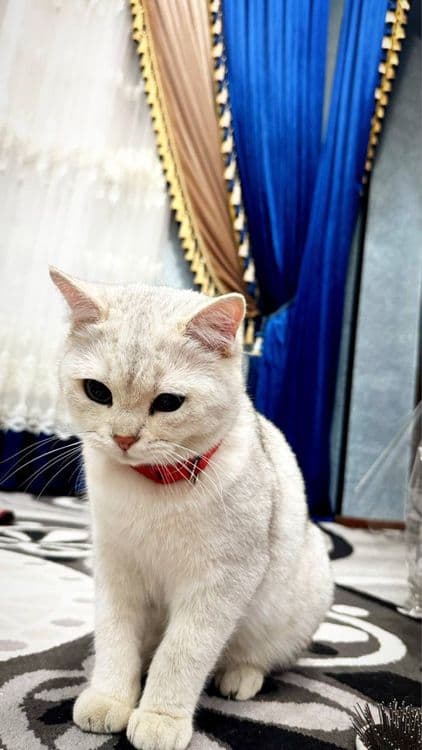 seribristiy toza qon shinshilla kozi yashil — 1